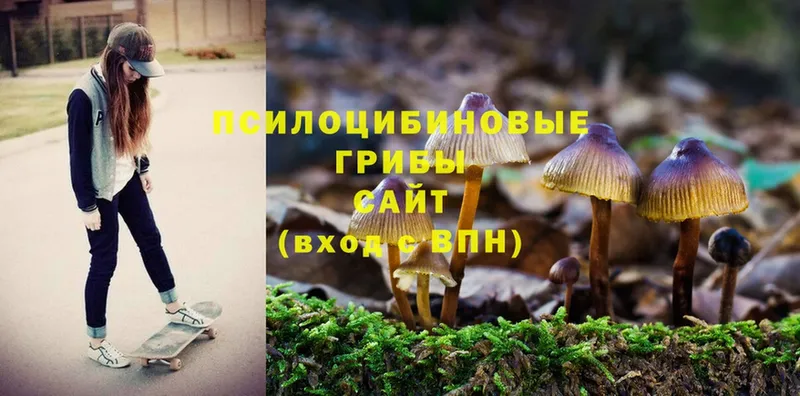 цены   Кемь  Псилоцибиновые грибы мицелий 